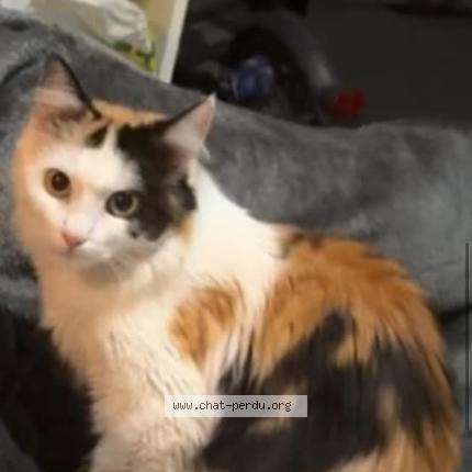 Photo 1/1 Syria Chat perdu à Annemasse