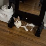 Photo de chat perdu à Houston