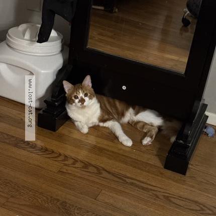 Photo 1/1 Michi Chat perdu à Houston