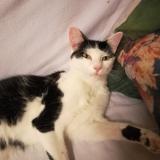 Photo de chat perdu à Artenay