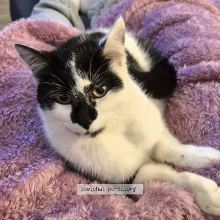 Photo 1/1 Chat retrouvé Perdu à Rennes