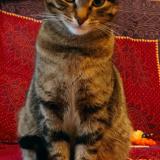 Photo de chat perdu à Besancon