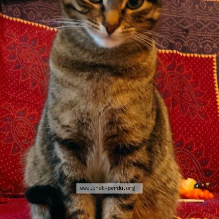 Photo 1/1 Chat retrouvé Perdu à Besancon