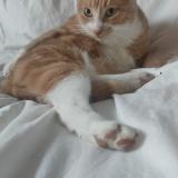 Photo de chat perdu à Bry Sur Marne