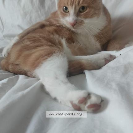 Photo 1/1 Chat retrouvé Perdu à Bry sur marne