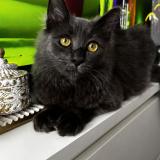 Photo de chat perdu à Massy