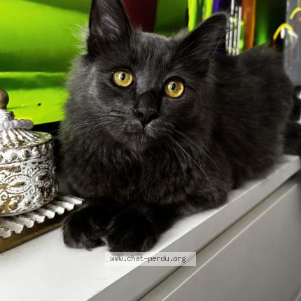 Photo 1/1 Chat retrouvé Perdu à Massy