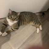 Photo de chat trouvé à Grande Synthe