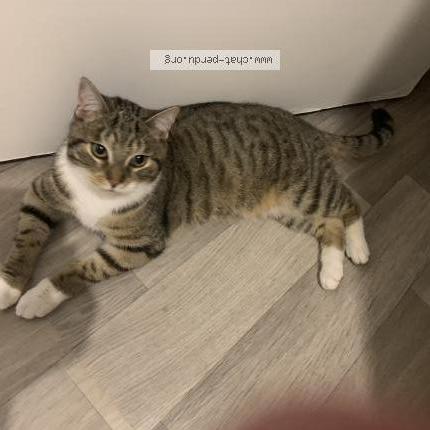 Photo 1/1 Chat trouvé Trouvé à Grande synthe