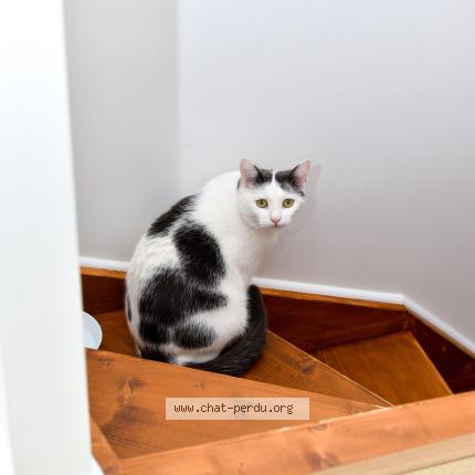 Photo 1/1 Chat retrouvé Perdu à Champigny sur marne