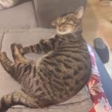 Photo de chat perdu à La Chapelle Saint Luc