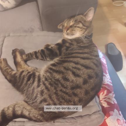 Photo 1/1 Hamoud Chat perdu à La chapelle saint luc