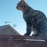 Photo de chat perdu à Oignies