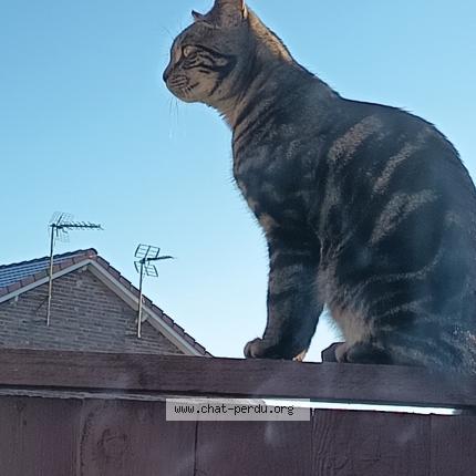 Photo 1/1 Chat retrouvé Perdu à Oignies
