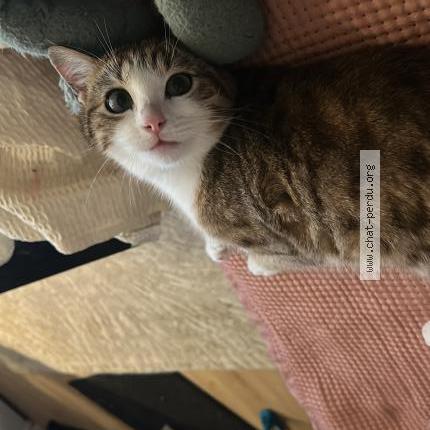 Photo 1/1 Yipou Chat perdu à Flins sur seine