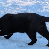 Photo de chat perdu à Pornic