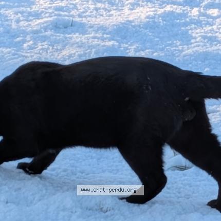 Photo 1/1 Valhalla Chat perdu à Pornic