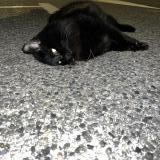 Photo de chat trouvé à Saint Mandrier Sur Mer