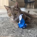 Photo de chat perdu à Challans