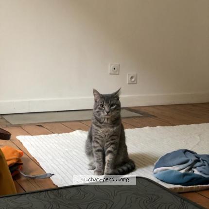 Photo 1/1 Chat retrouvé Perdu à Saint brieuc