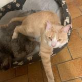 Photo de chat perdu à Savigny Sur Orge