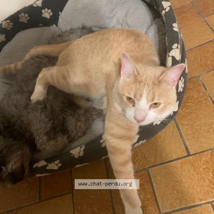 Photo 1/1 Chat retrouvé Perdu à Savigny sur orge