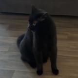 Photo de chat perdu à Saint Lys