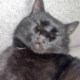 Photo de chat perdu à Montbray