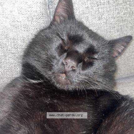Photo 1/1 Zozo Chat perdu à Montbray