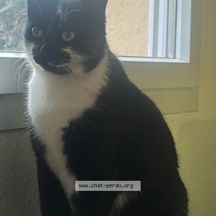 Photo 1/1 Chat retrouvé Perdu à Pamiers