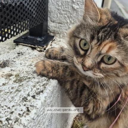 Photo 1/1 Magali Rinero Chat perdu à Nice