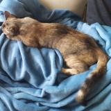 Photo de chat perdu à Meylan