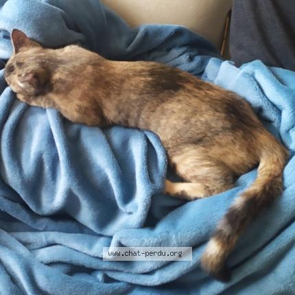 Photo 1/1 Dovah Chat perdu à Meylan