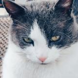 Photo de chat perdu à Combs La Ville