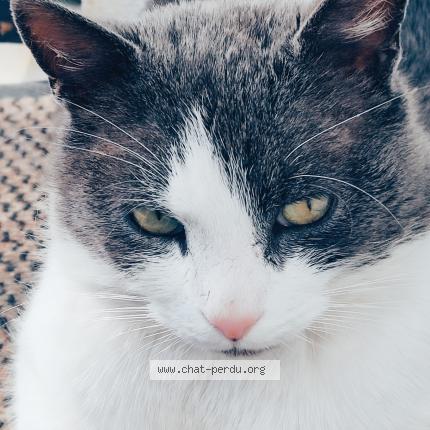 Photo 1/1 Felix Chat perdu à Combs la ville