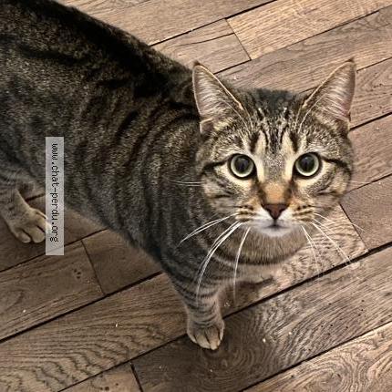 Photo 1/1 Chat retrouvé Perdu à Bordeaux