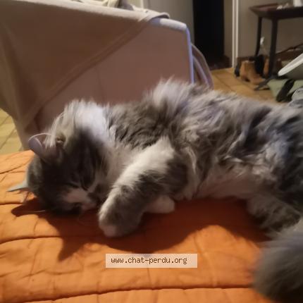 Photo 1/1 Chat retrouvé Perdu à Avanton