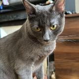 Photo de chat perdu à Paris