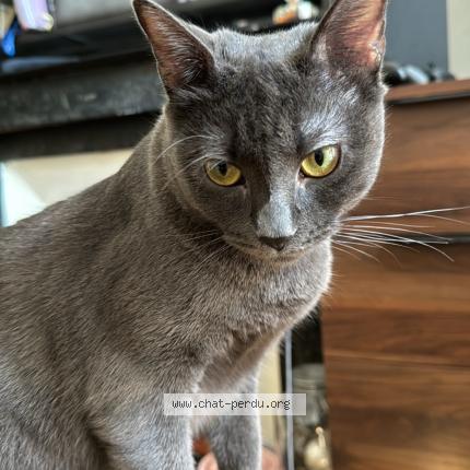 Photo 1/1 Pita Chat perdu à Paris