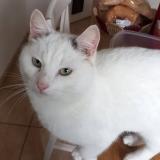 Photo de chat perdu à Killem