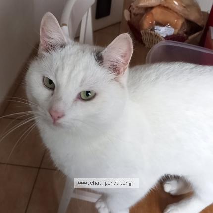 Photo 1/1 Mickey Chat perdu à Killem