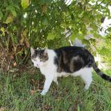 Photo de chat perdu à Chambery