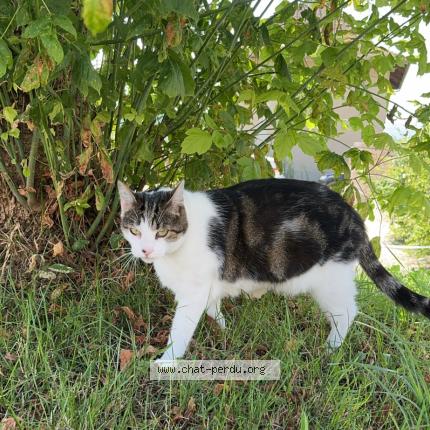 Photo 1/1 Osko Chat perdu à Chambery