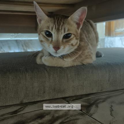 Photo 1/1 Coffee Chat perdu à Hyderabad