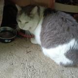 Photo de chat trouvé à Le Fenouiller