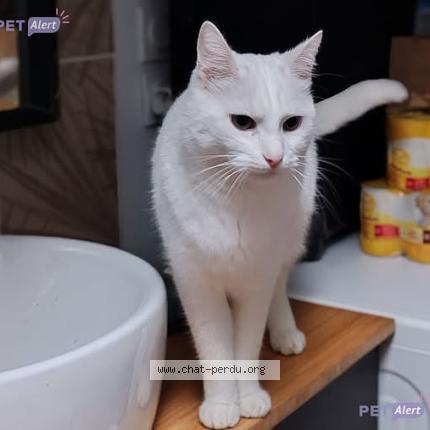 Photo 1/1 Pidgin Chat perdu à Saint louet sur seulles