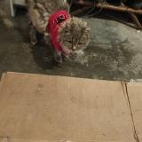 Photo de chat trouvé à Flers En Escrebieux