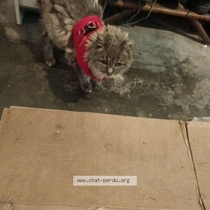 Photo 1/1 Chat trouvé Trouvé à Flers en escrebieux