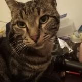 Photo de chat perdu à Mulhouse