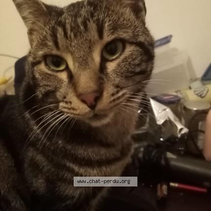 Photo 1/1 Rocco Chat perdu à Mulhouse